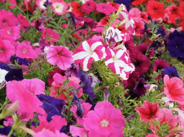 A surprising burst of color just around the corner