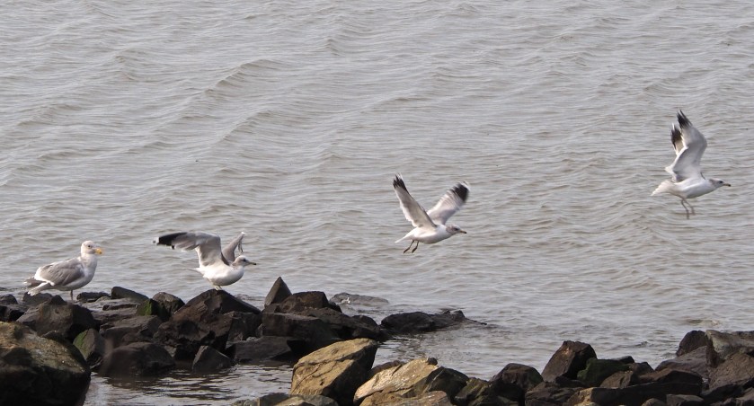 TAKE-OFF - Celenia Delsol